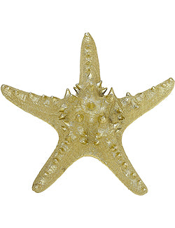 Collection Sea Shell Star Fish Decoration Stock Photo 521910283
