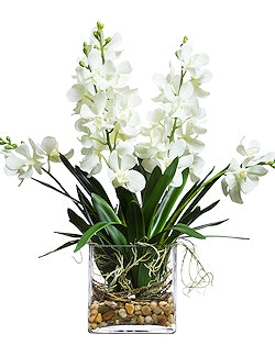 White Vanda Orchids Tropical Yacht Silks Arrangement | Nautical Luxuries